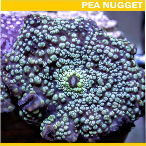 Loyalty Product: Teal Interstellar Mushroom