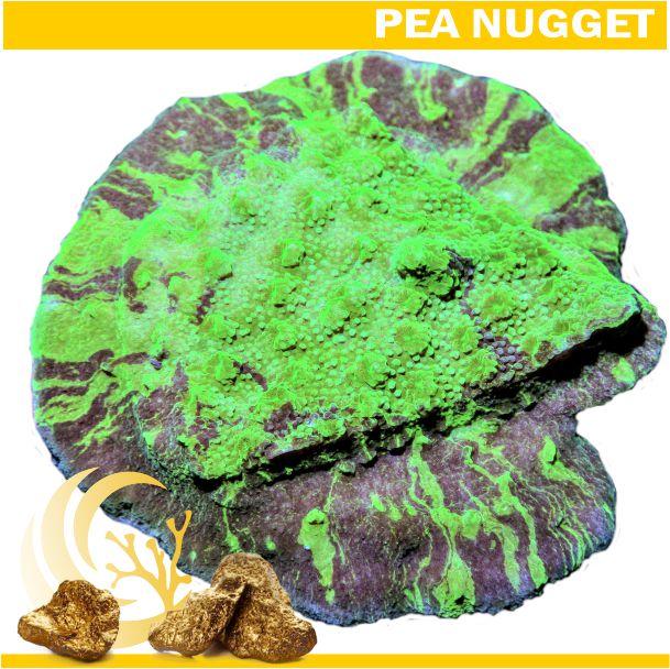 Splattered Camo Astreopora - 2-2.5"