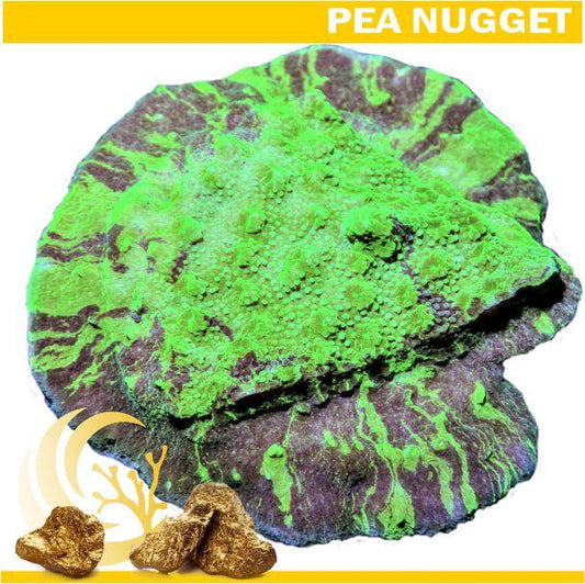 Splattered Camo Astreopora - 2-2.5"