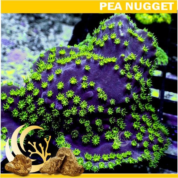 Loyalty Product: Neon Polyp Green Turbinaria