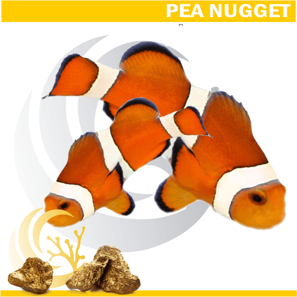 Ocellaris Clownfish Pair
