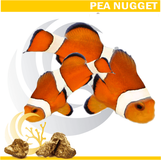 Ocellaris Clownfish Pair