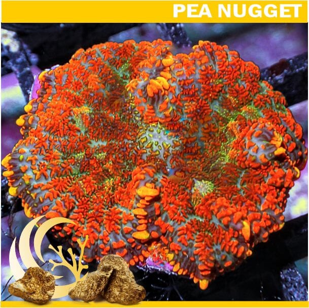 Loyalty Product: Orange Rhodactis Mushroom