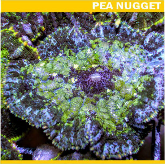 Loyalty Product: Patchwork Rhodactis Mushroom
