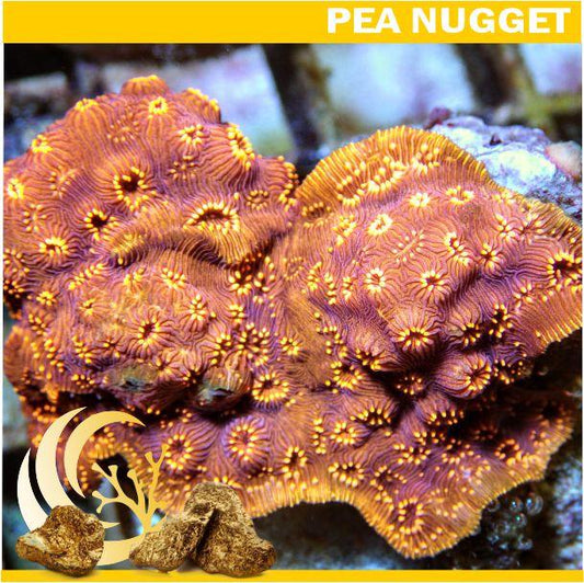 Loyalty Product:  Metallic Orange Pavona Frag