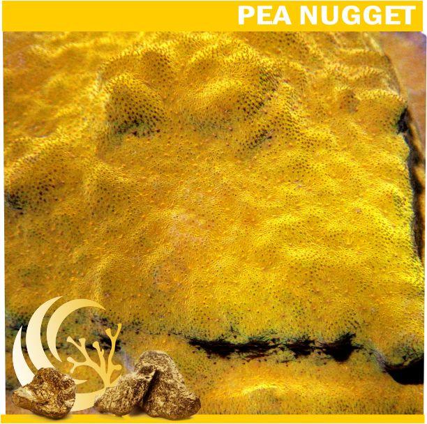 Loyalty Product: Pumpkin Pie Psammacora