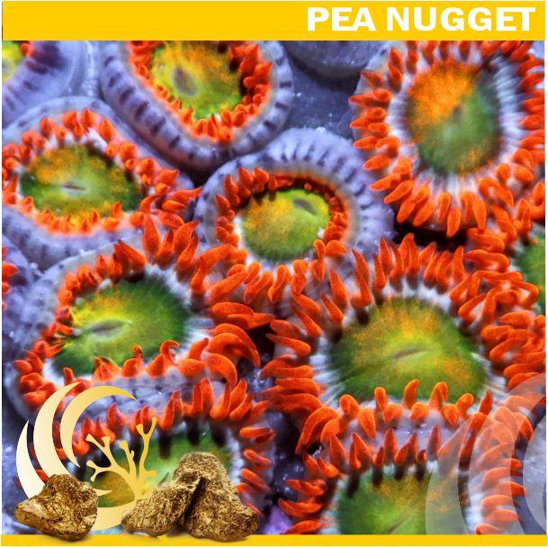 Loyalty Product: Multicolor Rainbow Zoanthids