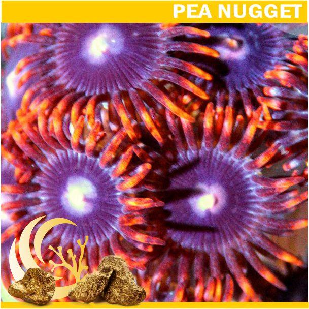 Loyalty Product: Red Skirt Zoanthid