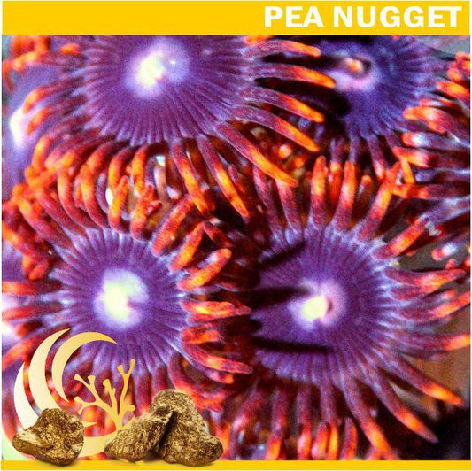Loyalty Product: Red Skirt Zoanthid