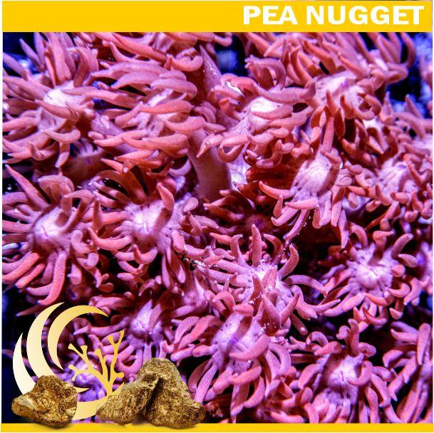 Loyalty Product: Ruby Goniopora