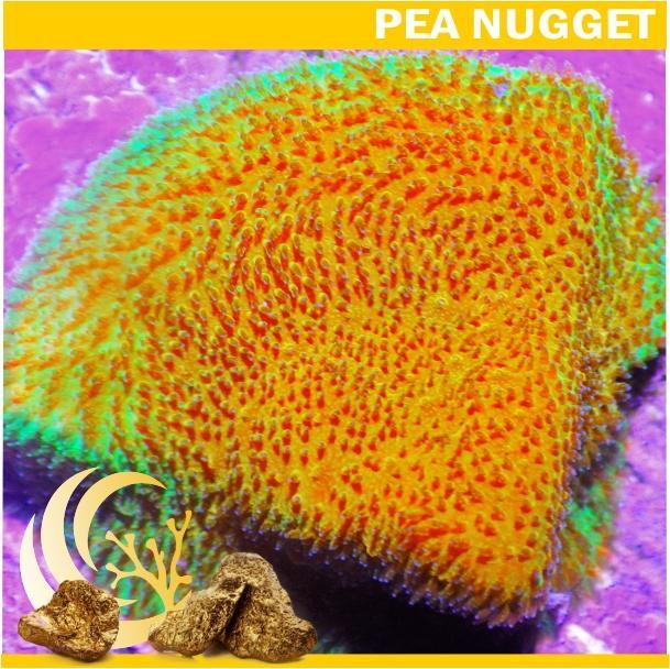 Loyalty Product: Sun King Psammacora