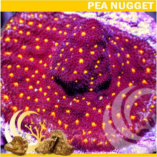 PEA Yellow Fever Stylocoeniella