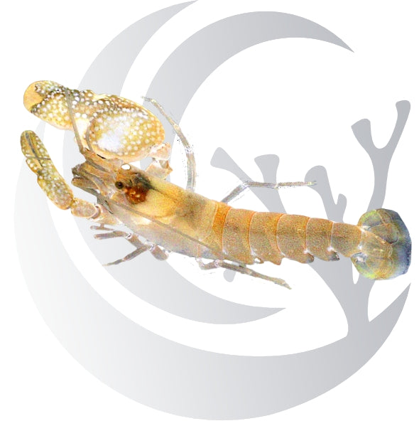 Orange-Red Pistol Shrimp WYSIWYG