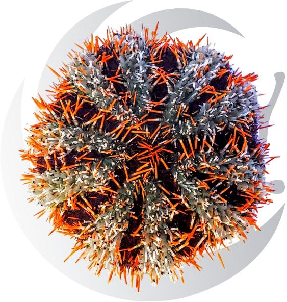 Pincushion Urchin