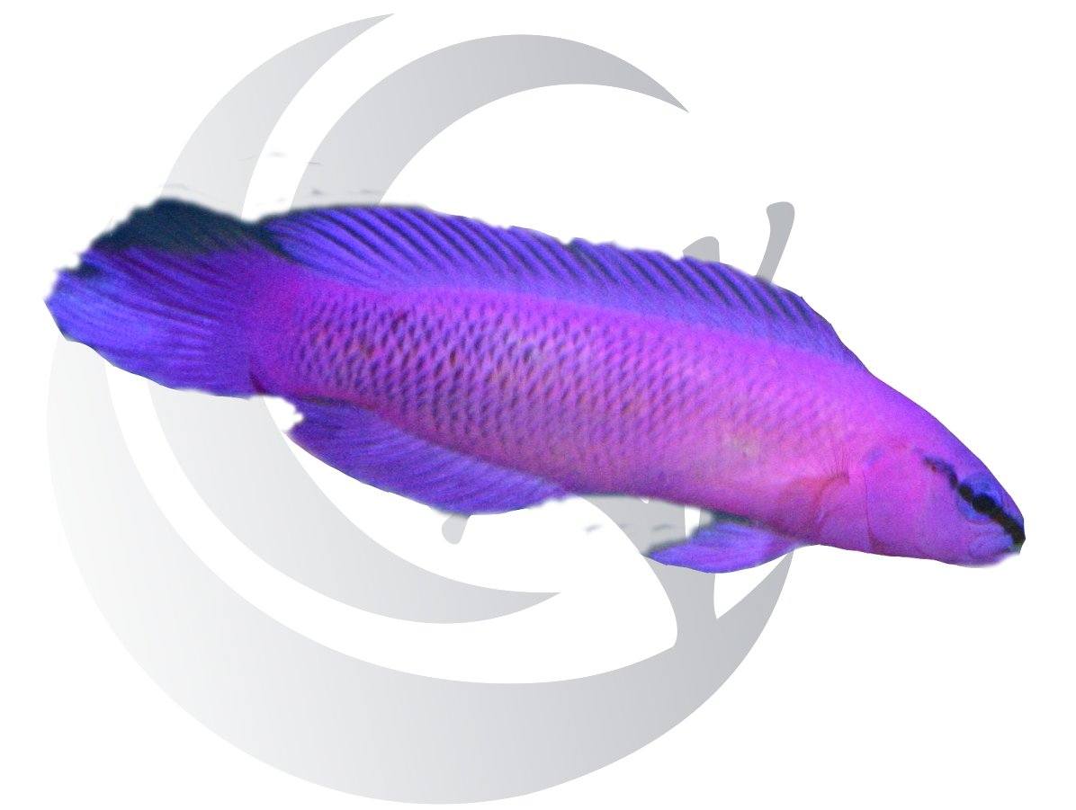 Orchid Dottyback 