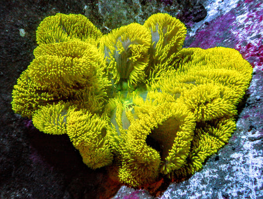 Lemon Lime Gigantea Carpet Anemone