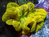 Lemon Lime Gigantea Carpet Anemone