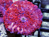 Red Measles Discosoma Mushroom