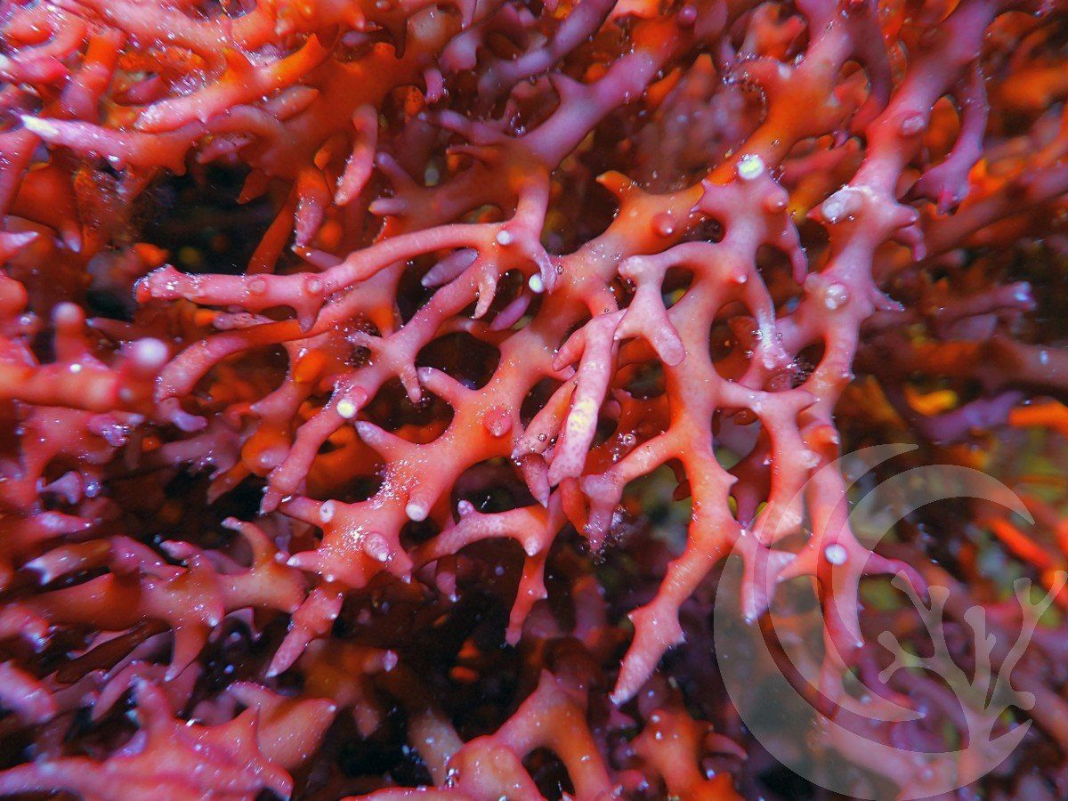 Euchema spinosum
