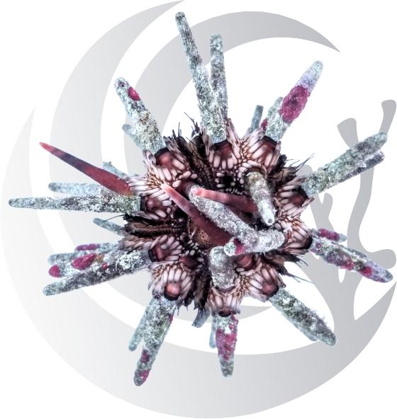 Pencil Urchin