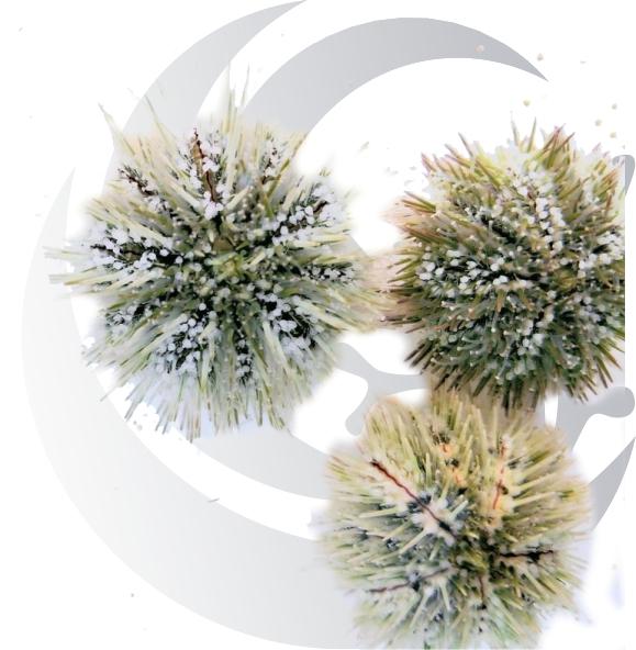 Small Pincushion Urchin-Algae Mowers