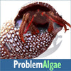 Problem Algae Invert Kit