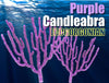 Purple Candleabra Gorgonian