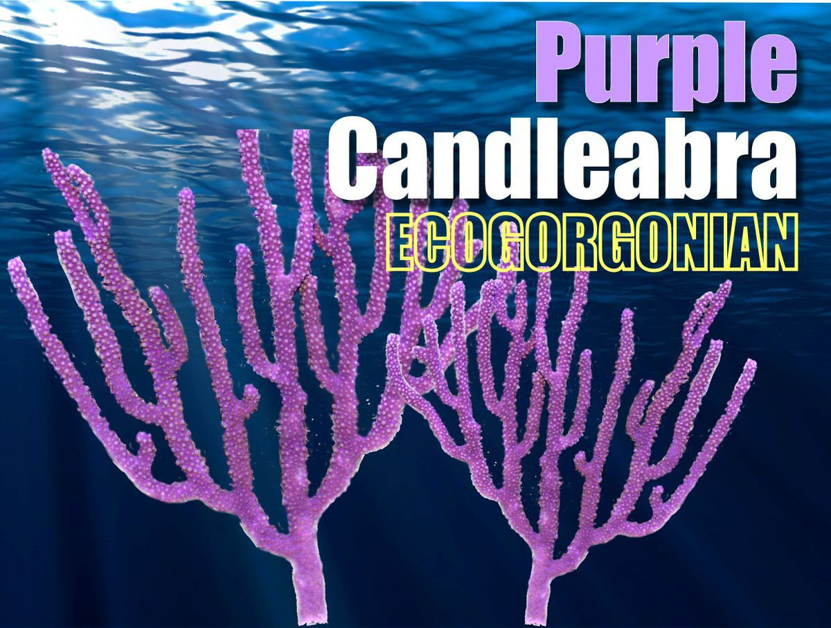 Purple Candleabra Gorgonian