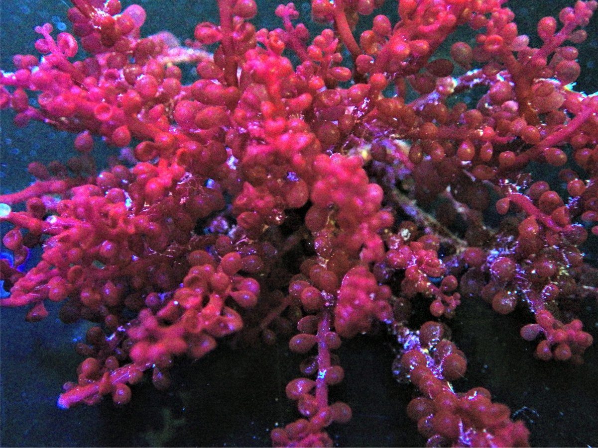 Red Berries Botryocladia