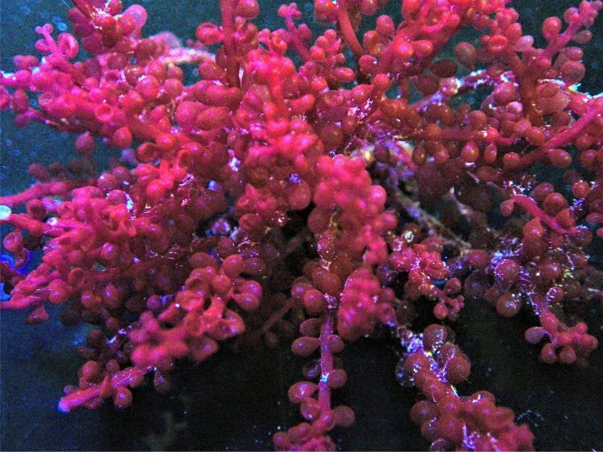 Red Berries Botryocladia