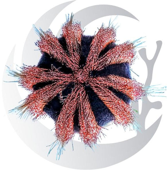 Red Tuxedo Urchin