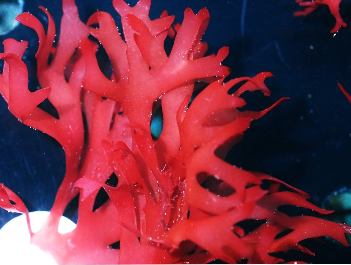 Red Halymenia sp.