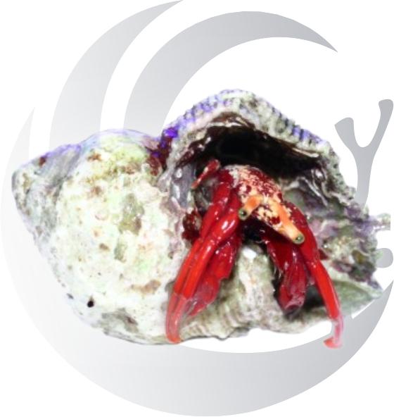 Scarlet Hermit Crab