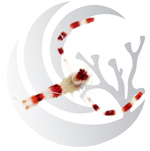 Coral Banded Shrimp