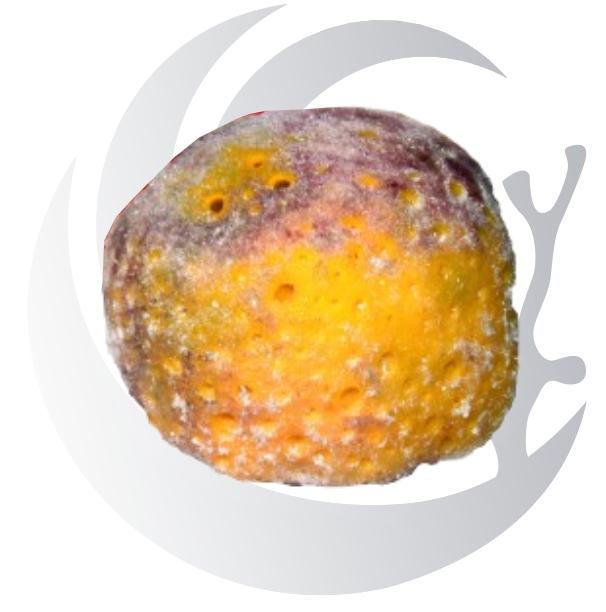 Yellow Ball Sponges