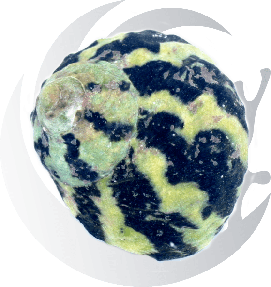 Dr. Mac's Pod Pub Problem Algae Demo Kit