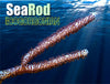 Sea Rod Photosynthetic Gorgonian