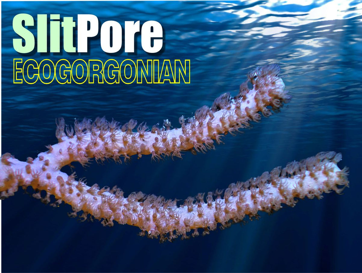 Slit Pore AQUACULTURED Photosynthetic Gorgonian