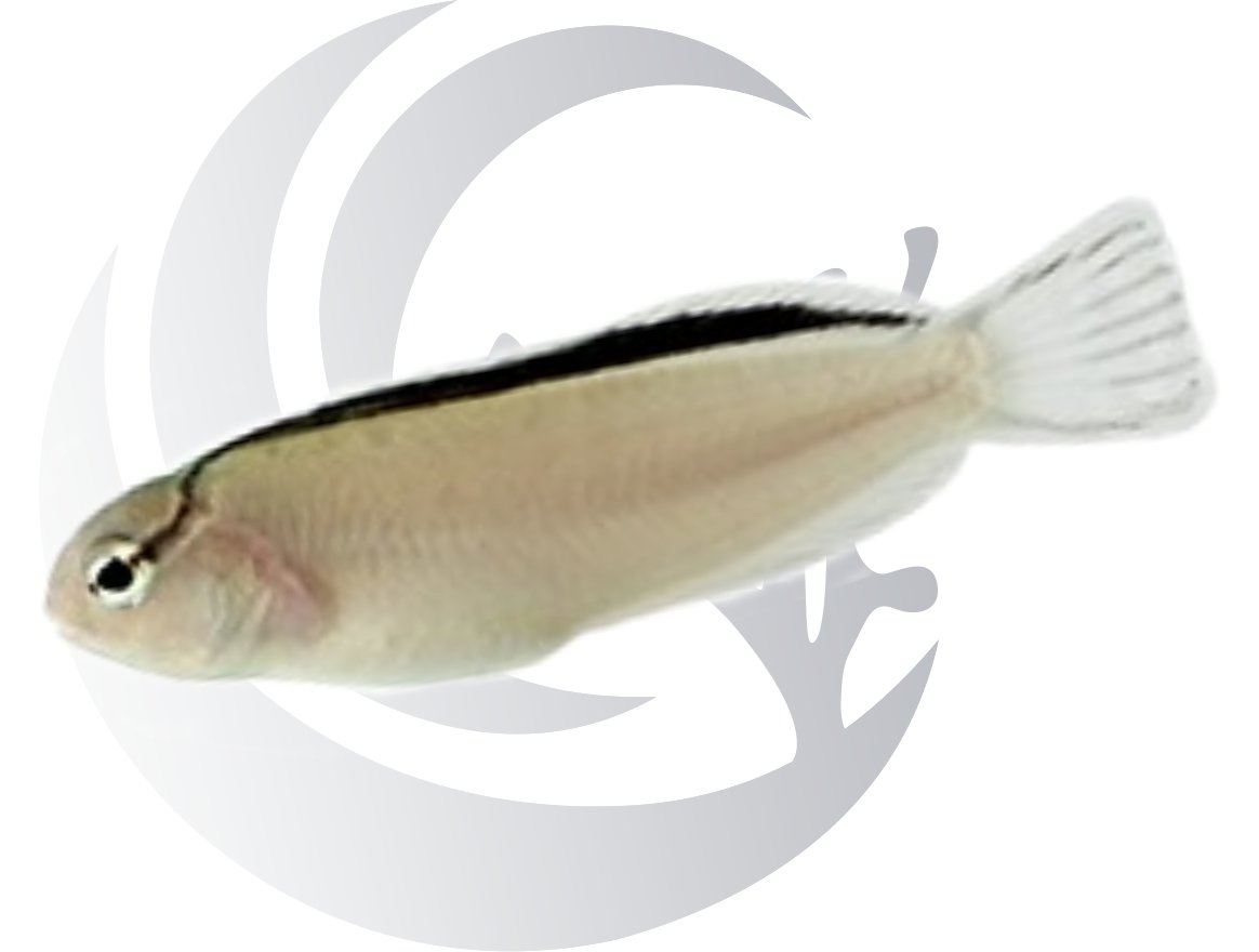 Smithi Blenny