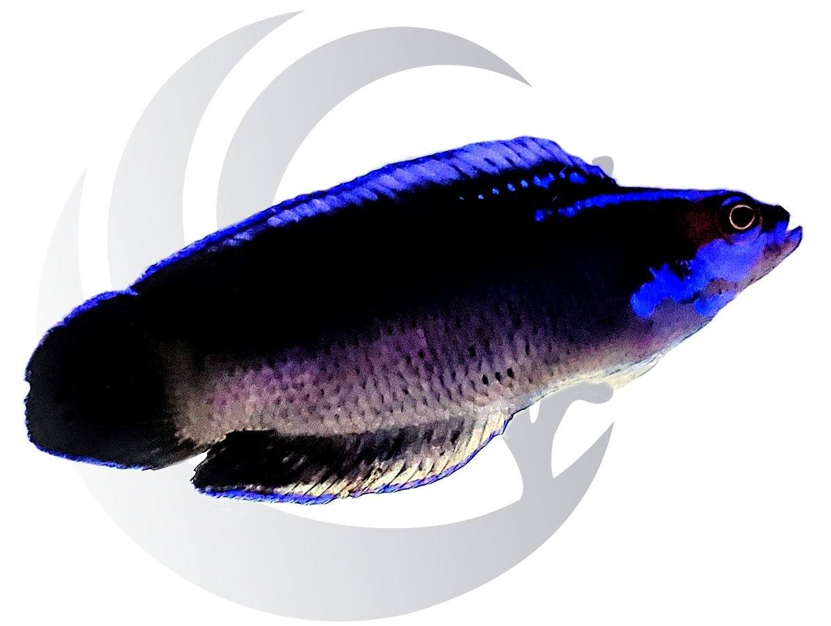 Springeri Dottyback