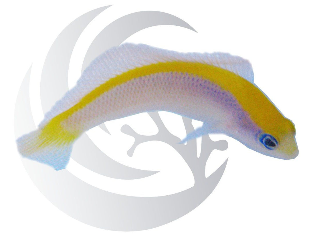 Sunrise Dottyback