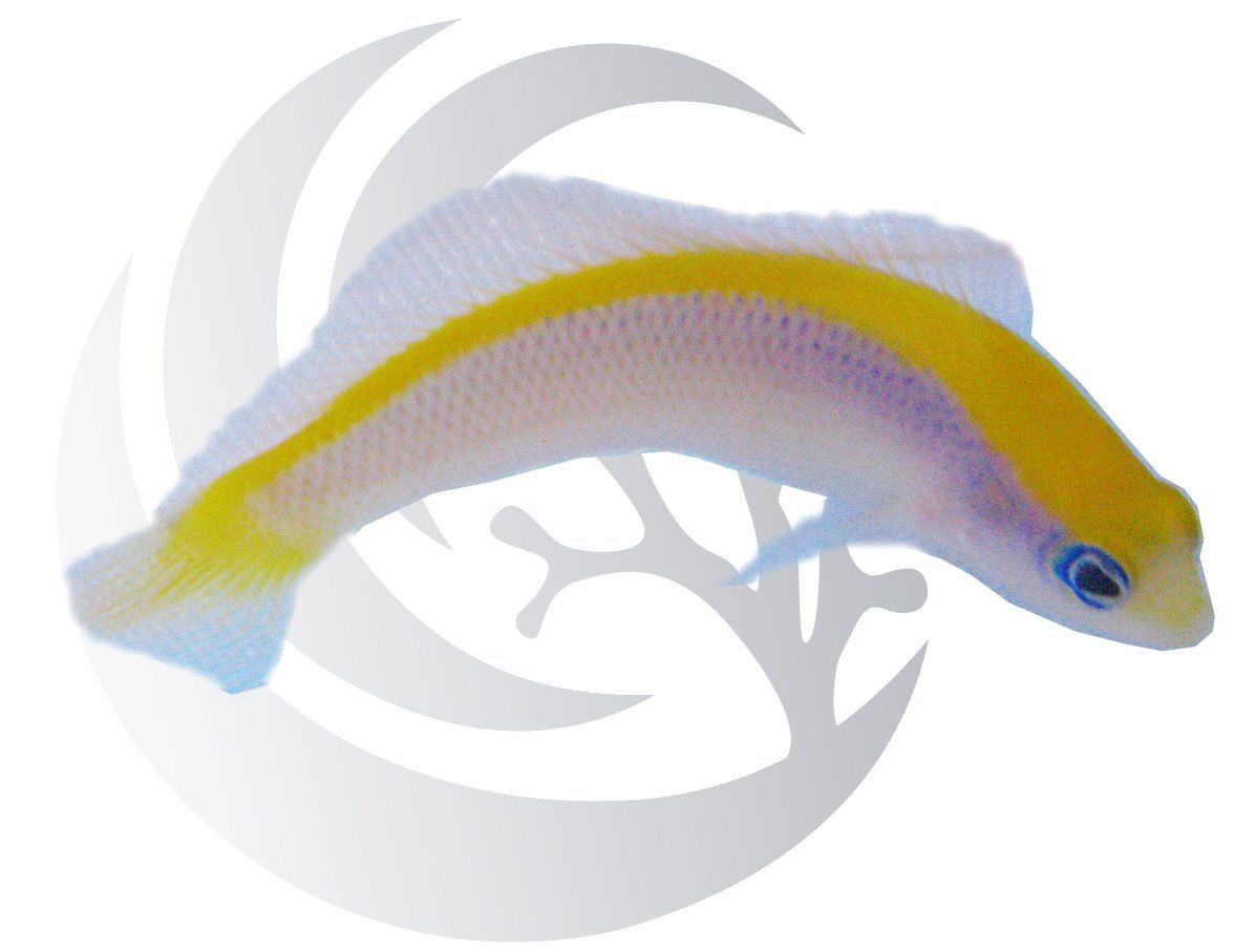 Sunrise Dottyback