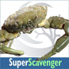 Super Scavenger Invert Kit