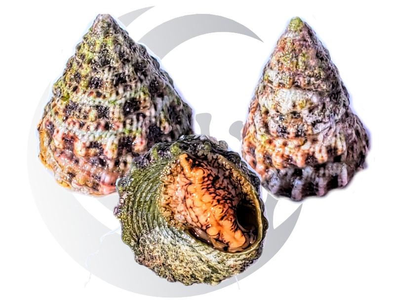 Trochus Snail
