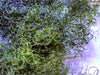 Chaetomorpha Macro Algae