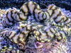 Blue Spotted Squamosa Clam