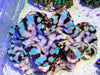 Blue Spotted Squamosa Clam