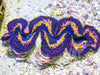 Maxima Clam