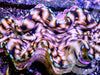 Blue Rim Squamosa Clam