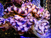 Blue Spotted Squamosa Clam